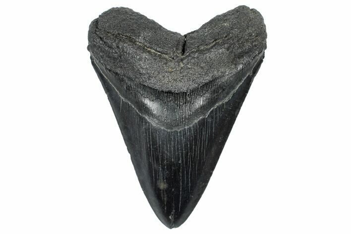 Fossil Megalodon Tooth - South Carolina #301784